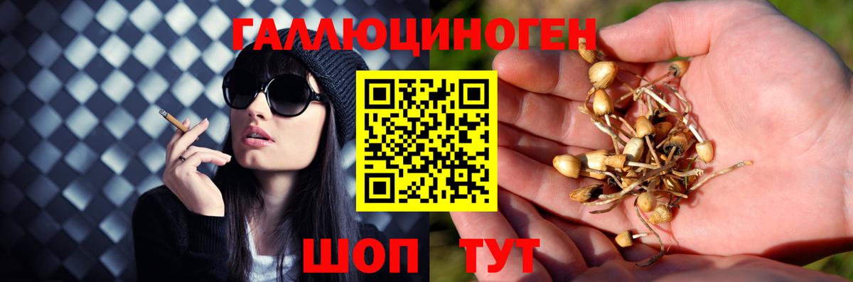 Псилоцибиновые грибы Cubensis Тейково